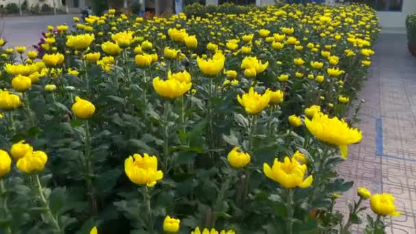 Stora blomkrukor med massor av blommande gula blommor. Att köpa gula blommor är en tradition av asiater när de firar TET semester eller Lunar nytt år i Asien. TET-konceptet — Stockvideo