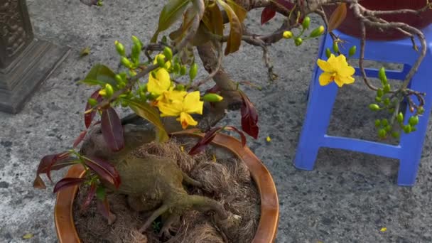 Un albaricoque floreciente en una maceta grande. Comprar árboles con flores es una tradición de los asiáticos cuando celebran la fiesta de la TTE o el año nuevo lunar en Asia. Concepto TTE — Vídeo de stock