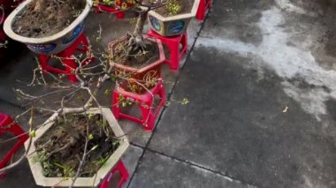 Pazarda satılan saksılardaki bonsai kayısı ağaçları. Çiçek açan ağaçlar, Asya 'da TET bayramını veya Ay' ın yeni yılını kutlayan Asyalıların bir geleneğidir. TET kavramı