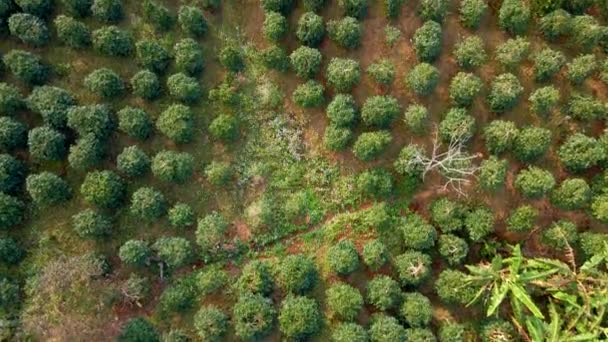 Zdjęcie lotnicze plantacji kawy na zboczach gór — Wideo stockowe