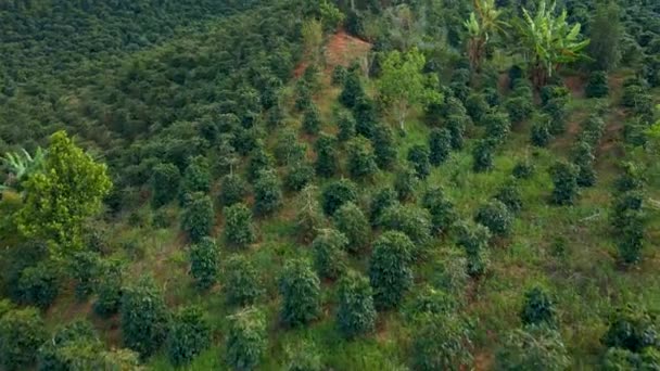 Aerial shot of coffee plantations on hillsides in mountains — Stock Video