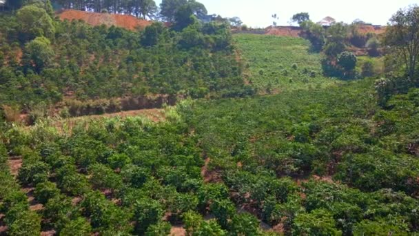 Dağların yamaçlarındaki kahve tarlalarının hava görüntüsü. — Stok video