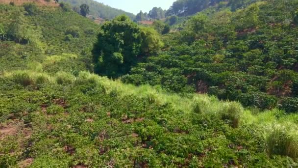 Kávé ültetvények légi felvételei hegyoldalban — Stock videók