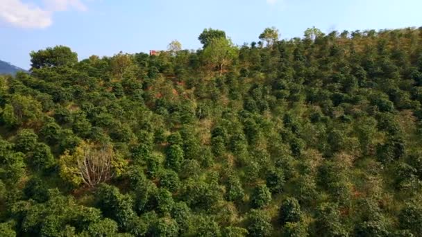 Foto aérea de plantaciones de café en las laderas de las montañas — Vídeos de Stock