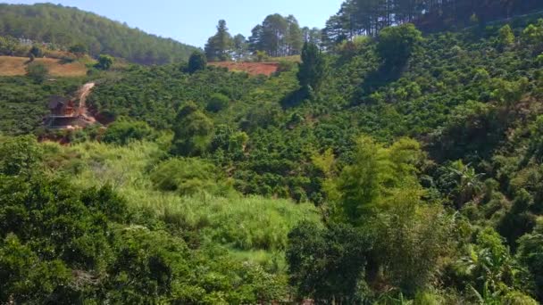 Повітряний знімок кавових плантацій на схилах пагорбів у горах — стокове відео