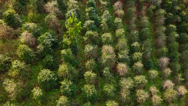 Аэросъемка кофейных плантаций на склонах холмов в горах — стоковое видео