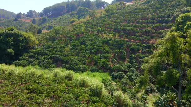 Letecký záběr kávových plantáží na svazích hor — Stock video