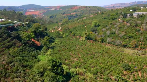 Luchtopname van koffieplantages op berghellingen in bergen — Stockvideo