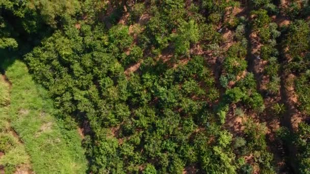 Kávé ültetvények légi felvételei hegyoldalban — Stock videók