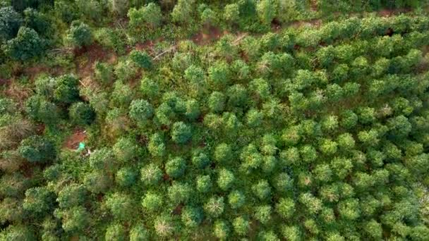 Zdjęcie lotnicze plantacji kawy na zboczach gór — Wideo stockowe