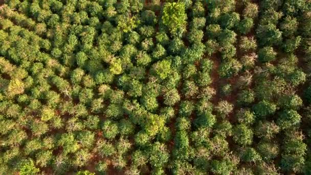 Aerial shot of coffee plantations on hillsides in mountains — Stock Video