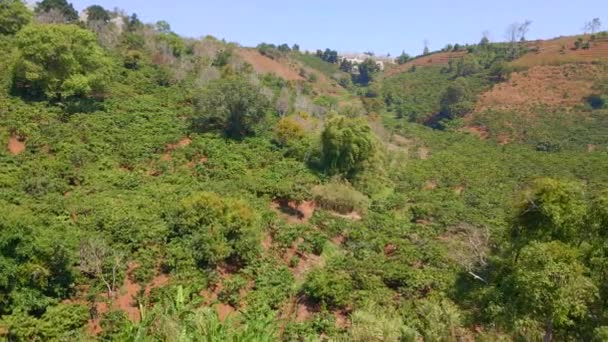 Dağların yamaçlarındaki kahve tarlalarının hava görüntüsü. — Stok video