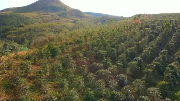 Aerial shot of coffee plantations on hillsides in mountains — Stock Video