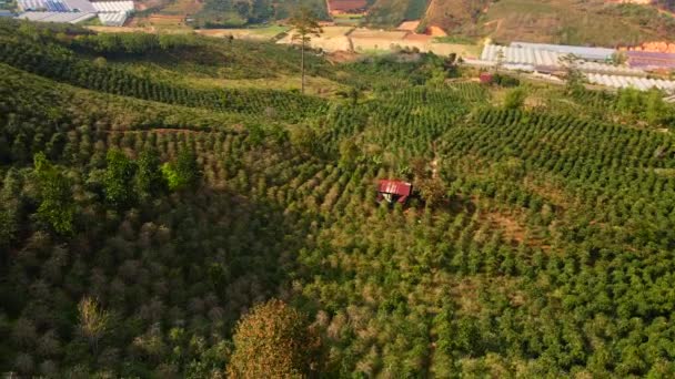 Vue aérienne des plantations de café sur les coteaux dans les montagnes — Video