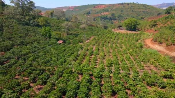 Aerial shot of coffee plantations on hillsides in mountains — Stock Video