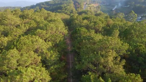 Vídeo aéreo en cámara lenta. Turista mujer está caminando a través de un bosque de pinos — Vídeos de Stock