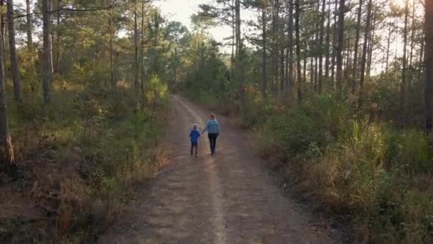 Keluarga perempuan dan anak laki-laki berjalan melalui hutan pohon pinus. Ditembak di pesawat tak berawak — Stok Video