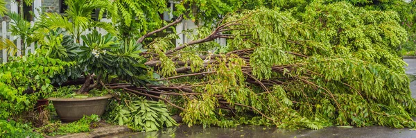 一场猛烈的风暴过后,树木遭到破坏并被连根拔起.树倒在了一个长形的村落里 — 图库照片