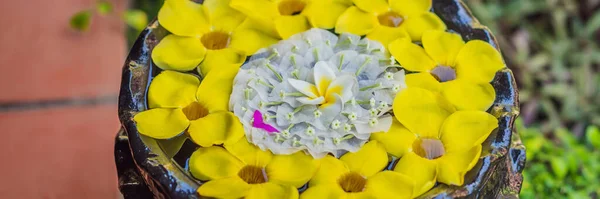 Blumenmuster in einem Gefäß mit Wasser, Wellness-Konzept BANNER, LONG FORMAT — Stockfoto