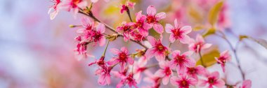 sakura. İlkbaharda kiraz çiçekleri, güzel pembe çiçekler BANNER, uzun format