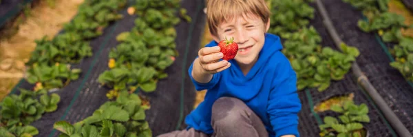Счастливый мальчик на органической клубничной ферме летом, собирая клубнику BANNER, LONG FORMAT — стоковое фото