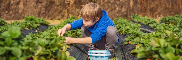 Happy boy on organic strawberry farm in summer, picking strawberries BANNER, LONG FORMAT — Stock Photo, Image