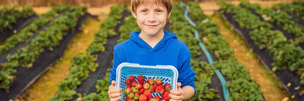 Счастливый мальчик на органической клубничной ферме летом, собирая клубнику BANNER, LONG FORMAT — стоковое фото