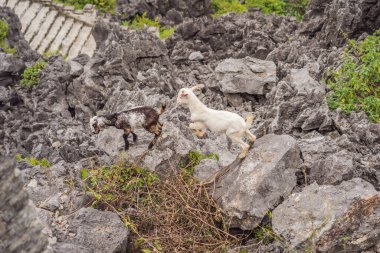Hang Mua tapınağının en iyi tapınağı, pirinç tarlaları, Ninh Binh, Vietnam. Vietnam, Coronovirus COVID 19 karantinasından sonra sınırları yeniden açıyor.