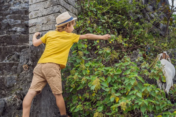 Boy feeding a mountain goat with a leaf — Stock Photo, Image