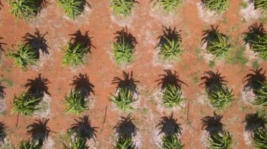 Pitahaya ya da ejderha meyvesi denilen bir tarlanın havadan görünüşü