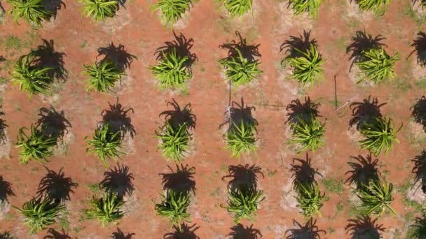 Vista aérea de um campo de pitahaya ou assim chamados frutos de dragão — Vídeo de Stock