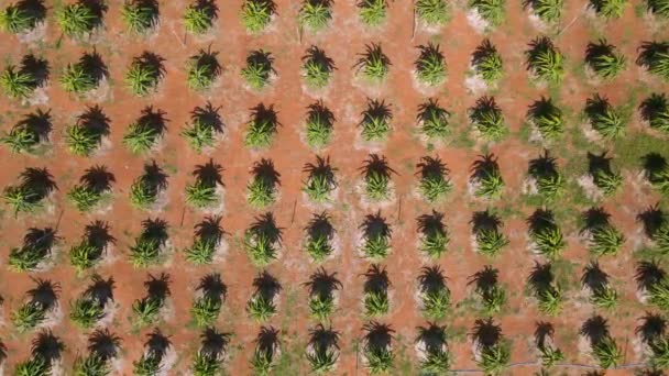 Vista aérea de um campo de pitahaya ou assim chamados frutos de dragão — Vídeo de Stock