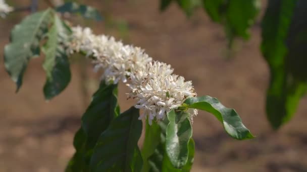 Zbliżenie ujęcia kwitnącej rośliny kawy — Wideo stockowe