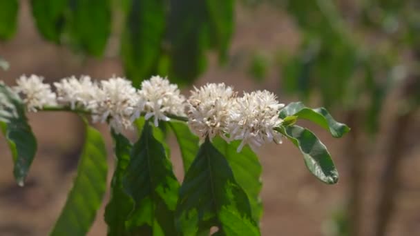 Zbliżenie ujęcia kwitnącej rośliny kawy — Wideo stockowe