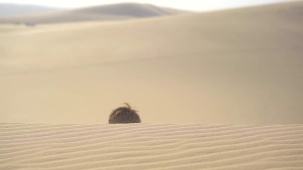 Un uomo in un abito da ufficio striscia su una duna in un deserto. Superare le sfide nelle imprese — Video Stock