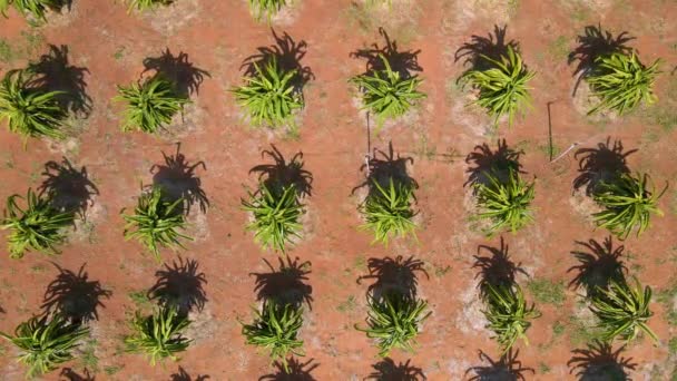 Flygfoto av ett fält av pitahaya eller så kallade drakfrukter — Stockvideo