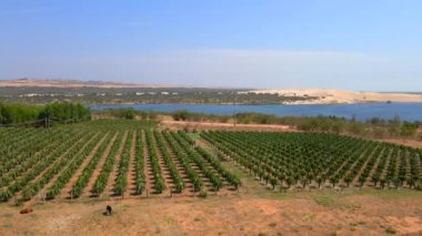 Pitahaya ya da ejderha meyvesi denilen bir tarlanın havadan görünüşü