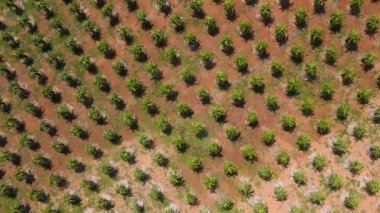 Pitahaya ya da ejderha meyvesi denilen bir tarlanın havadan görünüşü