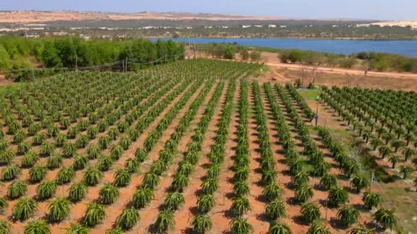 Vista aérea de um campo de pitahaya ou assim chamados frutos de dragão — Vídeo de Stock