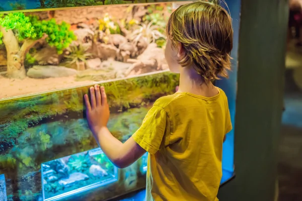 Niño pequeño admirar Serpiente verde venenoso en terrario a través del vidrio en el zoológico. Feliz niño observando y observando animales y reptiles. Vacaciones en familia con niños — Foto de Stock