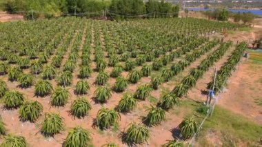 Pitahaya ya da ejderha meyvesi denilen bir tarlanın havadan görünüşü