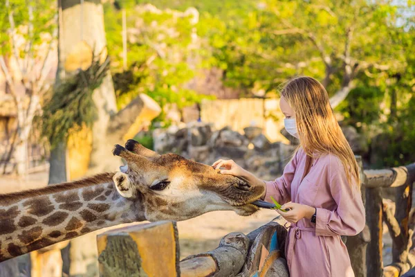 Hayvanat bahçesinde zürafayı seyreden ve besleyen mutlu genç bir kadın COVID-19 Coronavirus sırasında maske takıyor. Mutlu genç bir kadın sıcak yaz gününde hayvanlarla safari parkında eğleniyor. — Stok fotoğraf