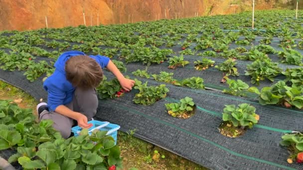 Filmagem em câmera lenta de um menino que reúne morangos em uma fazenda — Vídeo de Stock