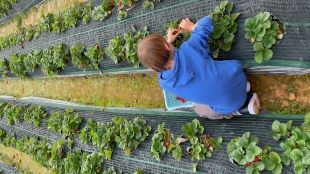 農場でイチゴを集める小さな男の子のスローモーションショット。垂直ビデオ — ストック動画