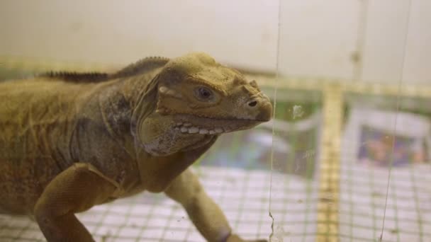 Ένα κοντινό πλάνο ενός Βάραν σε ένα κατάστημα κατοικίδιων ζώων. ελεύθερα σπάνια ζώα — Αρχείο Βίντεο