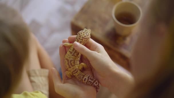 Una donna e il suo piccolo figlio visitano un caffè con animali esotici. Caffè dove è possibile contattare con gli animali. Toccano una lucertola — Video Stock