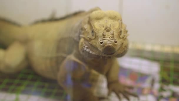 Een close-up van een varan in een dierenwinkel. vrije zeldzame dieren — Stockvideo