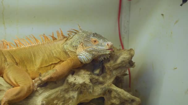 Evcil hayvan dükkanındaki büyük bir iguananın yakın çekimi. ücretsiz nadir hayvanlar — Stok video