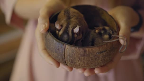 Une femme visite un café où vous pouvez entrer en contact avec des animaux. Femme tient un nid avec deux écureuils volants endormis — Video