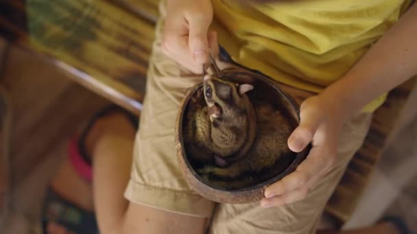 A woman and her little son visit a cafe with animals. Cafe where you can contact animals. A boy holds a nest with two sleepy flying squirrels — Stock Video